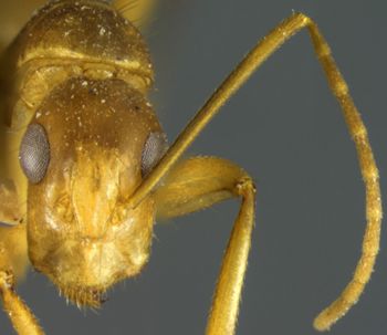 Media type: image; Entomology 21471   Aspect: head frontal view